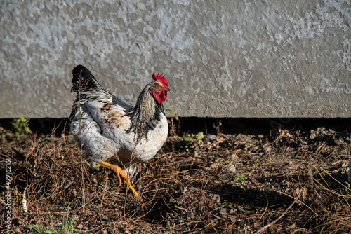 poultry, chickens and roosters in the countryside in early spring graze on the grass, agriculture, poultry farming