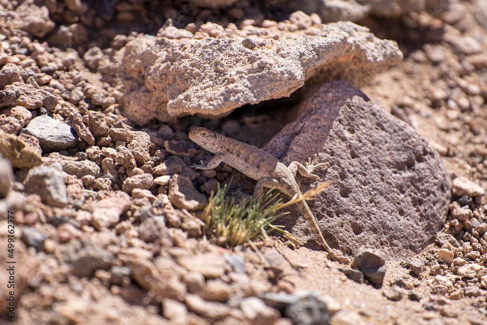 Iguana, a desert lizard, under a rock in Atacama Desert, Chile Iguana, a desert lizard, under a rock in Atacama Desert, Chile