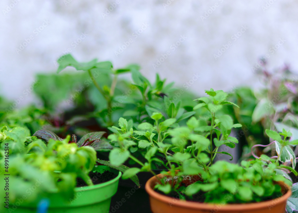 green spring seedlings in a pot, preparing for spring work green spring seedlings in a pot, preparing for spring work