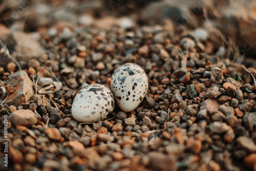 Closeup shot of Golden Plover nest with eggs on dry land in Wankaner, Gujarat, India. Macro view of Red wattled Lapwing bird eggs (Vanellus indicus).