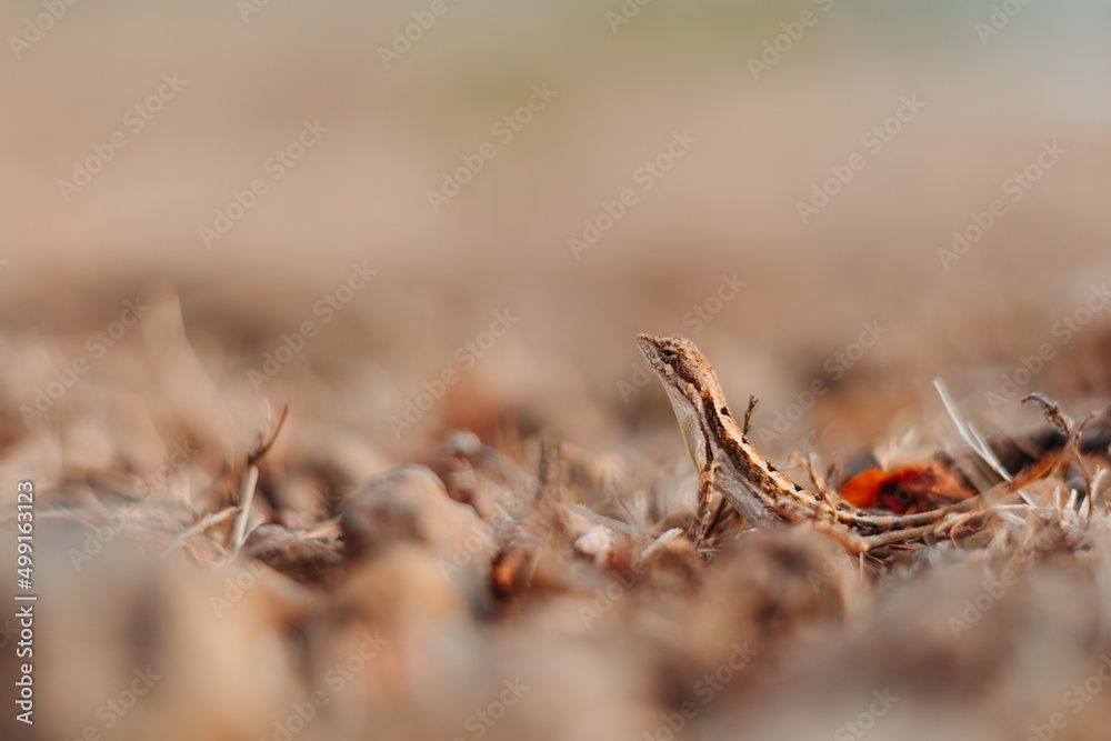 Closeup shot of a lizard staring at the camera