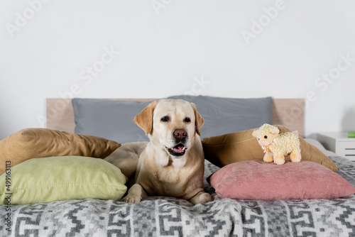Fototapeta Naklejka Na Ścianę i Meble -  labrador lying on bed near pillows and toy lamb.