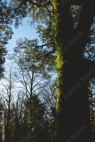 Beautiful old tree with moss, plant and vines under the blue sky and sunlight in the forest ('Jungla Valdiviana') in the afternoon, Valdivia, Chile photo