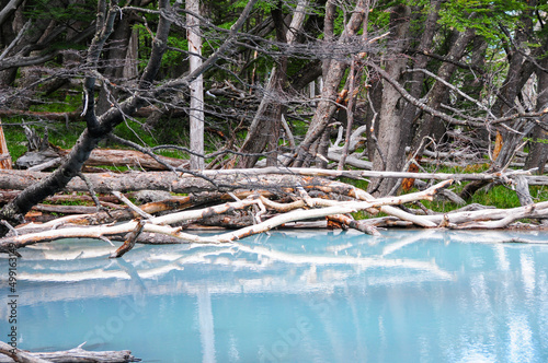 Wild lake in the mountains with sticking out dry tree trunks