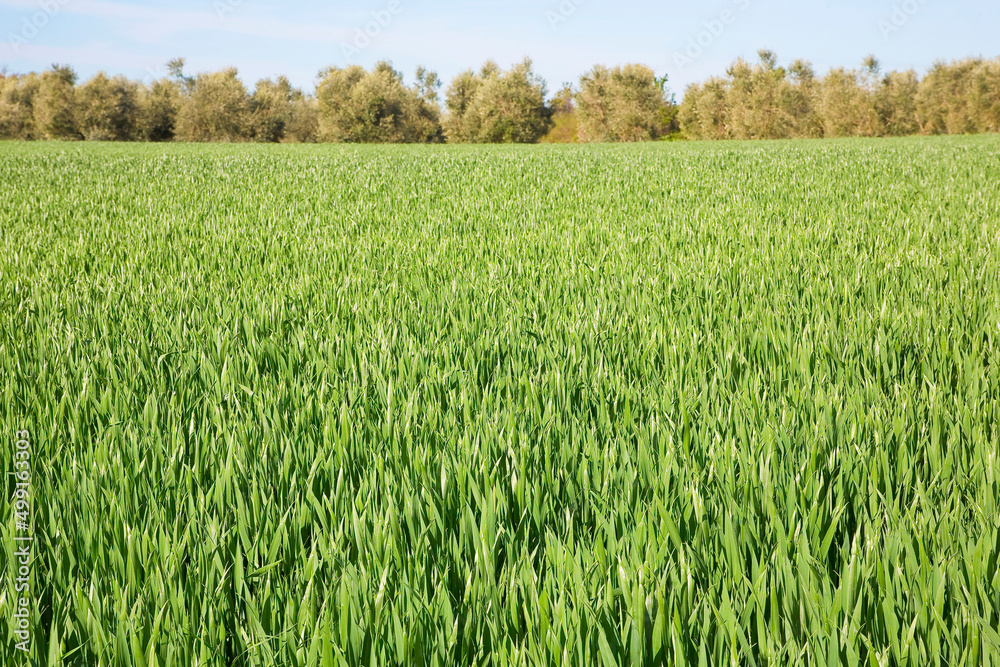 Green corn agricultural field in springtime still without the ear Green corn agricultural field in springtime still without the ear