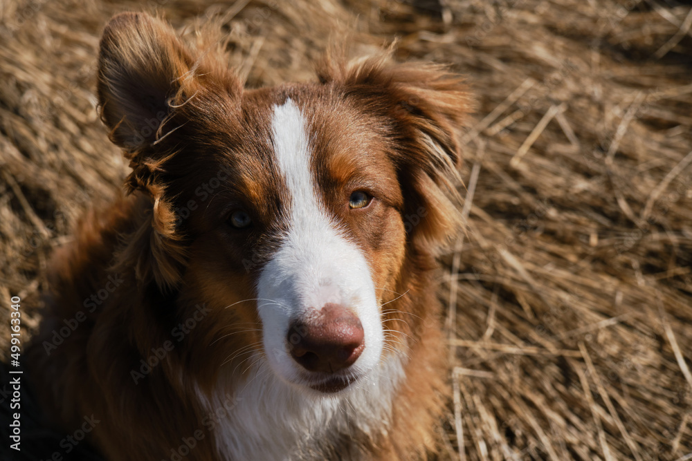 Aussie dog is red tricolor with shaggy funny ears, chocolate nose and white stripe on his head on clear sunny day outside. Portrait of beautiful Australian Shepherd puppy close-up. View from above.