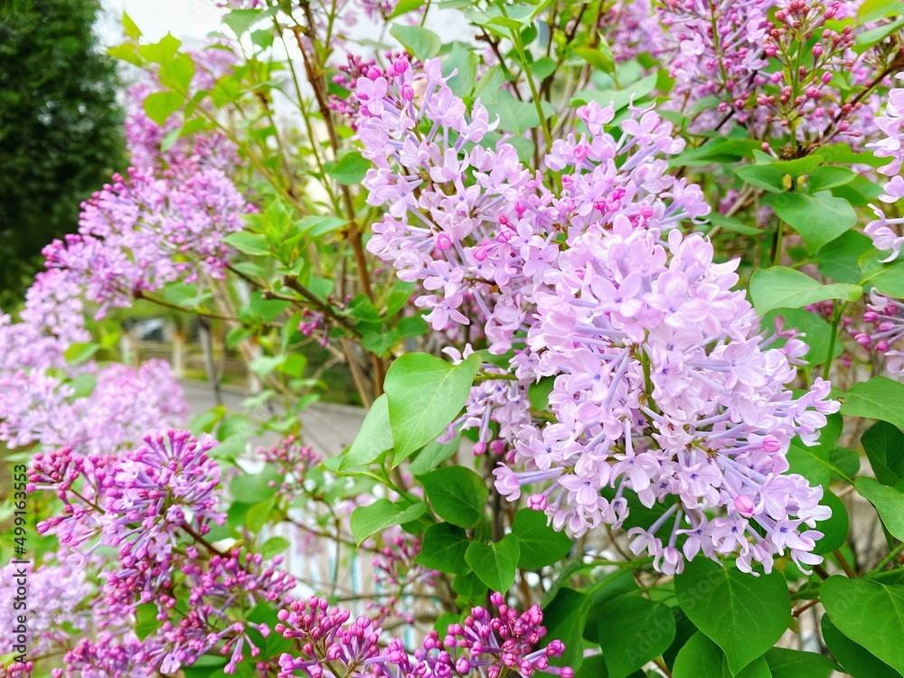 Spring ornamental plant lilac, purple clove flowers