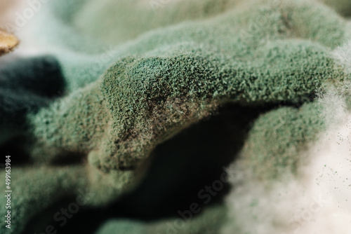 Close-up of green mold formed on food macro photography