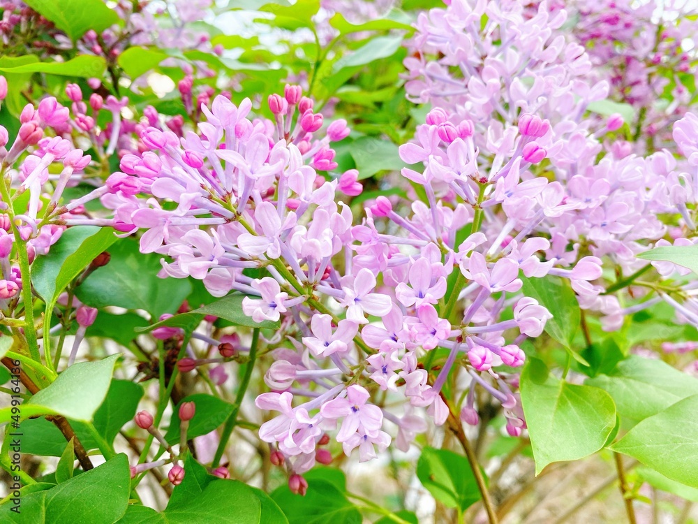 Spring ornamental plant lilac, purple clove flowers Spring ornamental plant lilac, purple clove flowers
