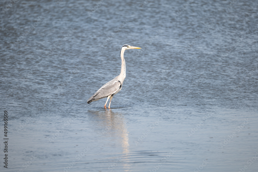 great blue heron great blue heron