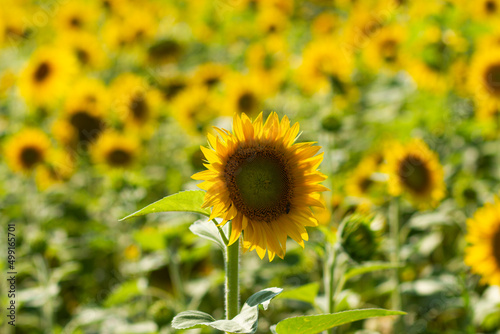 Sunflower Field Close Up Happiness Mood Concept Summer 