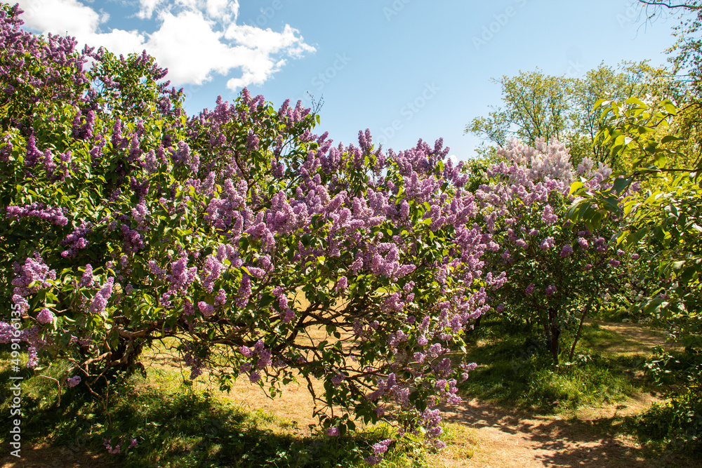 Flowering lilac bushes in the garden against the blue sky. Spring concept. Lilacs bloom beautifully in spring.