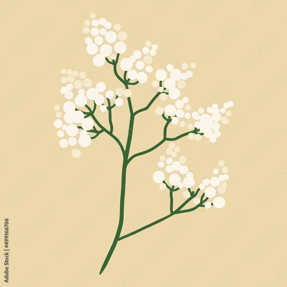 Fototapeta premium Gypsophila, floral element. Flat design, hand drawn cartoon, vector illustration.