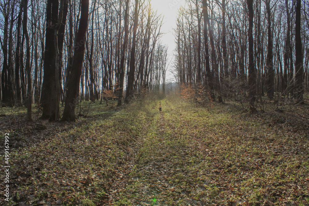 Obraz premium Beautiful spring oak forest. The rays of the sun through the branches of trees.