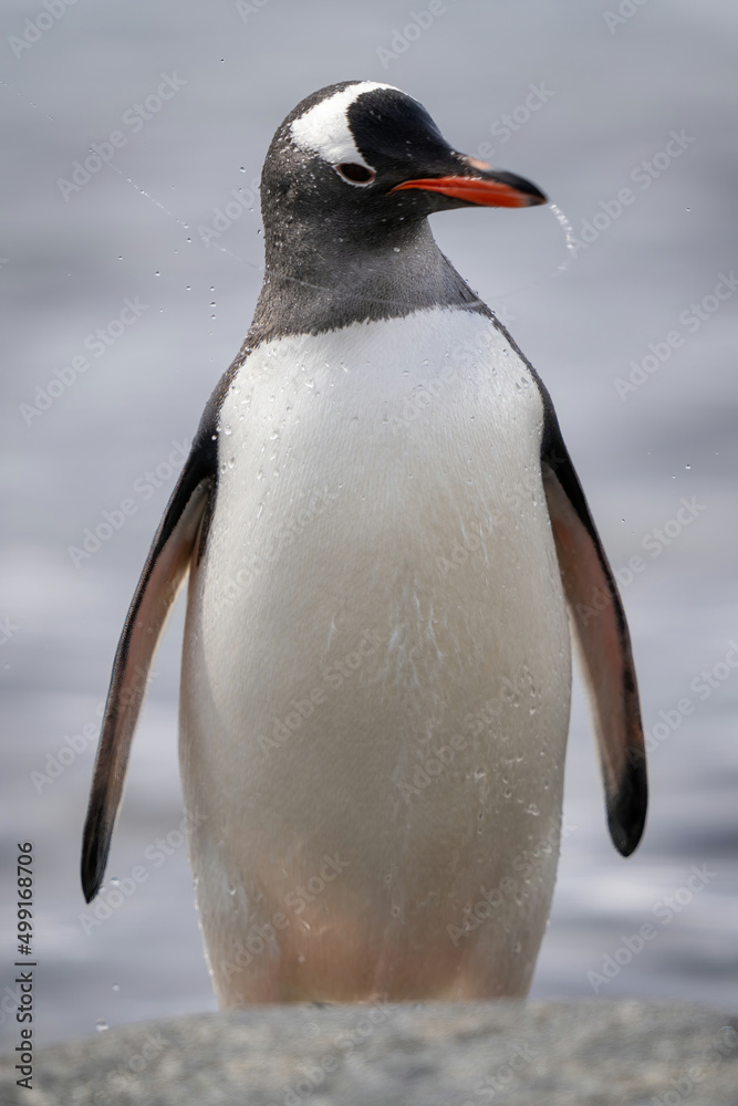 Fototapeta premium Gentoo penguin stands behind rock shaking head
