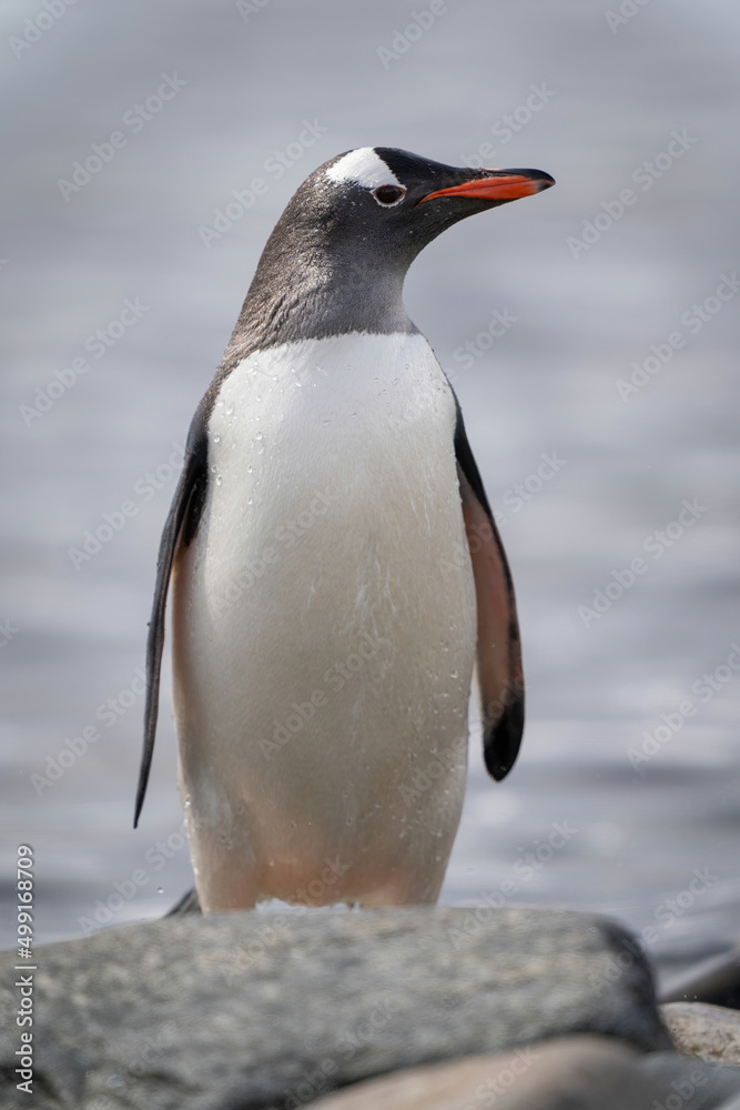 Naklejka premium Gentoo penguin stands behind rock turning head
