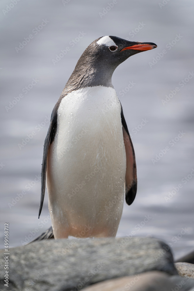 Obraz premium Gentoo penguin stands behind rock stretching neck