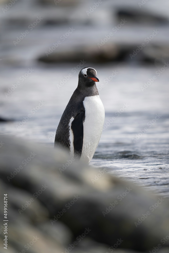 Fototapeta premium Gentoo penguin stands behind rocks watching camera