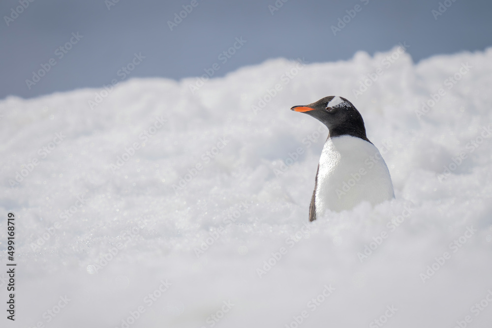 Naklejka premium Gentoo penguin stands half-hidden by deep snow