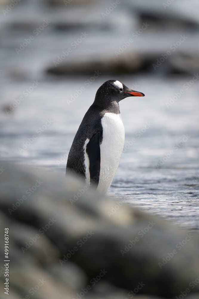 Fototapeta premium Gentoo penguin stands in shallows behind rock
