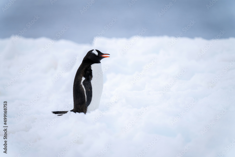 Obraz premium Gentoo penguin stands in snow opening mouth
