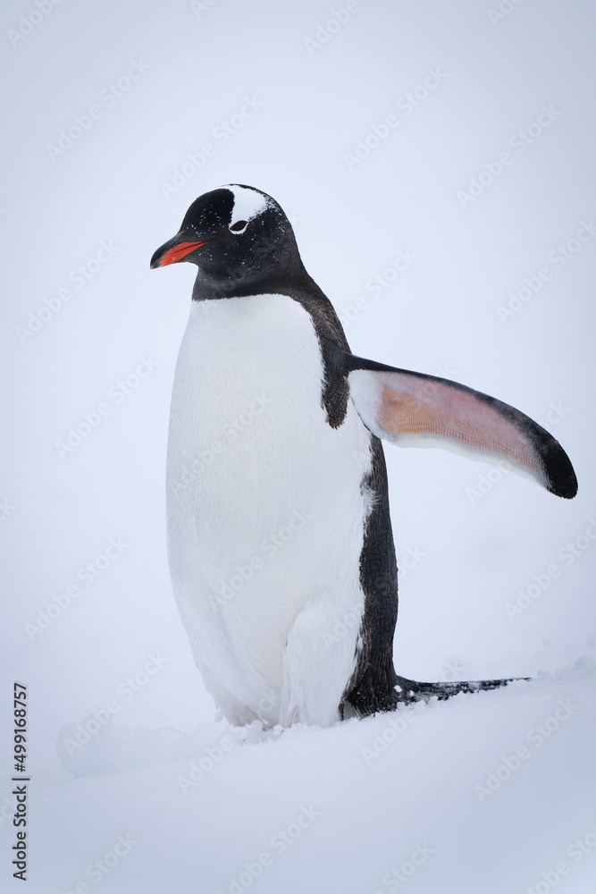 Fototapeta premium Gentoo penguin stands in snow lifting flipper