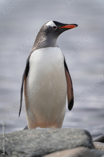 Gentoo penguin stands behind rock turning head