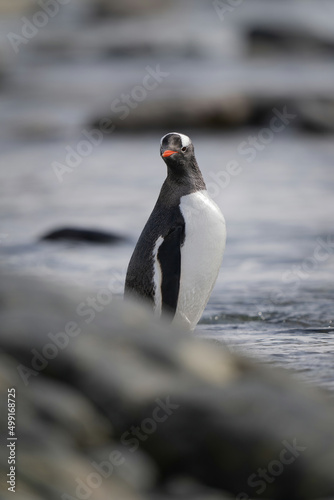 Gentoo penguin stands behind rock watching camera