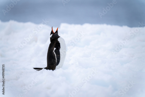 Gentoo penguin stands in deep snow squawking