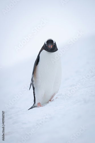 Gentoo penguin stands in snow on slope