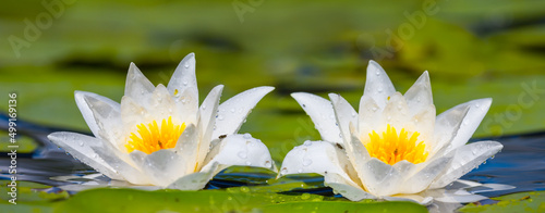 closeup white water lilies on lake, summer river scene