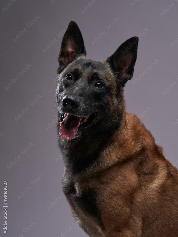 Malinois dog on a gray background. Beautiful pet in the studio Malinois dog on a gray background. Beautiful pet in the studio