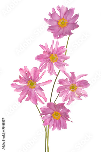 anemone flower isolated © _Vilor