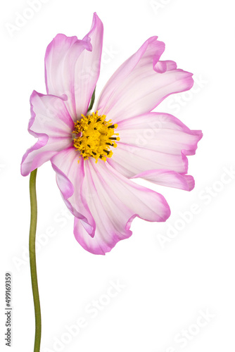 cosmos flower isolated