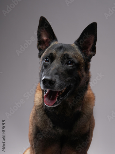 Malinois dog on a gray background. Beautiful pet in the studio