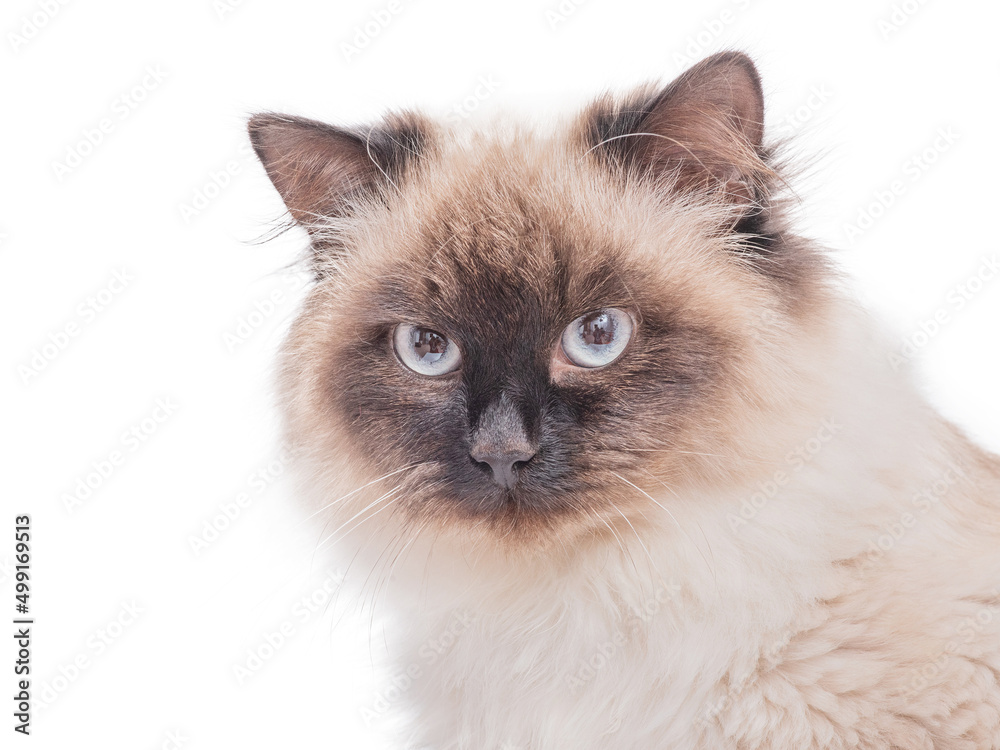 Cat breed Neva masquerade color color point. Purebred beautiful cat isolate.