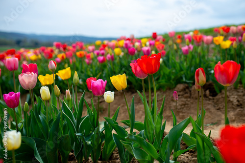 Tulip field in the Netherlands with beautifully colored blooming tulips