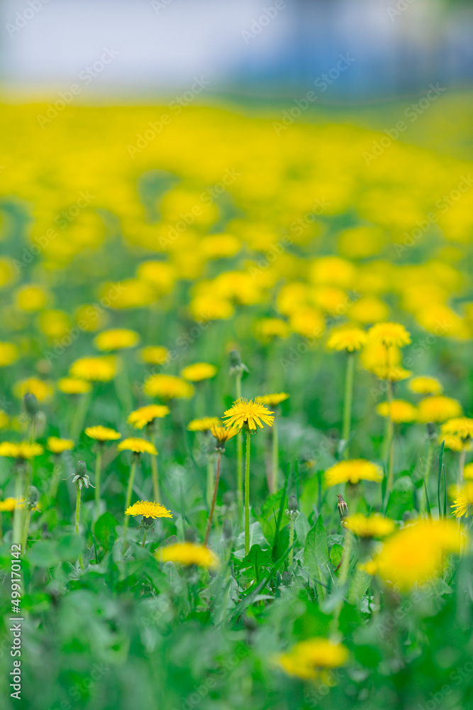 field of beautiful yellow dandelions in summer