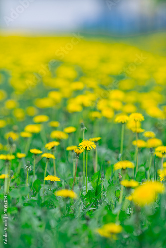 field of beautiful yellow dandelions in summer