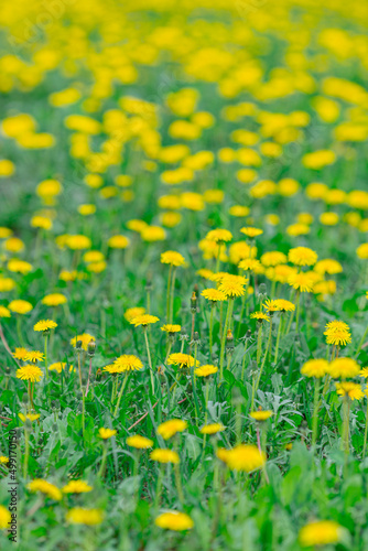 field of beautiful yellow dandelions in summer