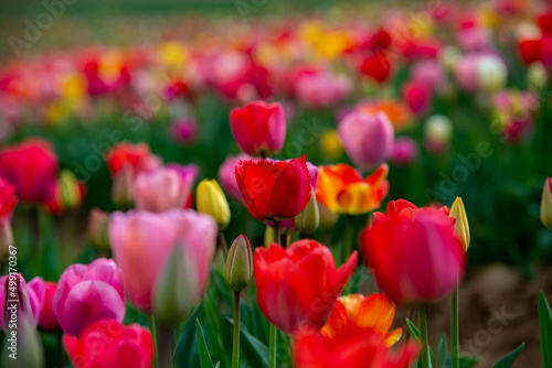Tulip field in the Netherlands with beautifully colored blooming tulips