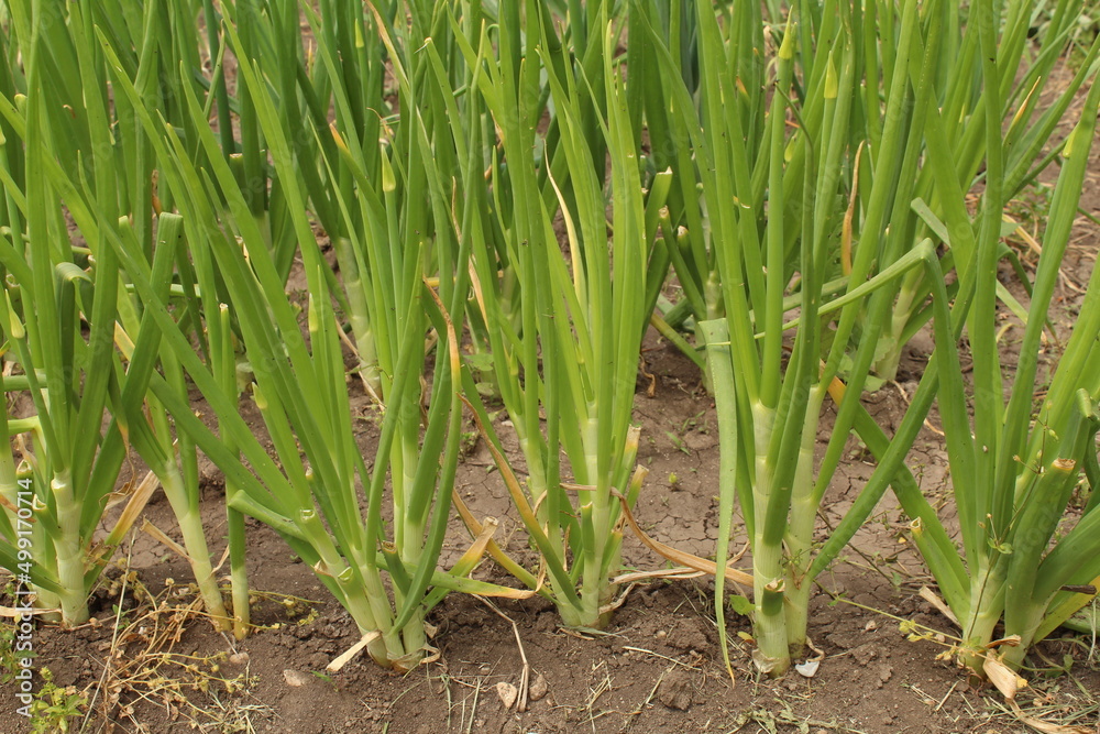 onion in the grass onion in the grass