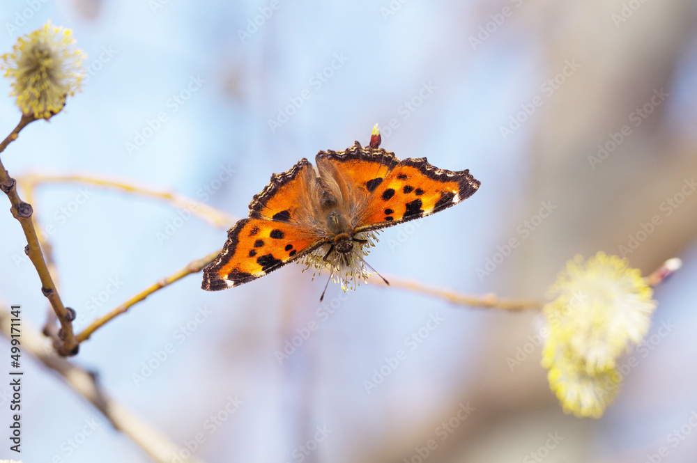 Fototapeta premium Butterfly (Nymphalis urticae) on a spring blurry background.Butterfly -urticaria close-up on a willow branch.Natural spring background.