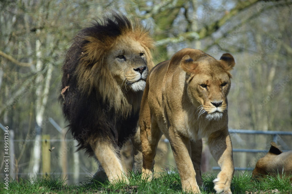 Obraz premium lion and lioness