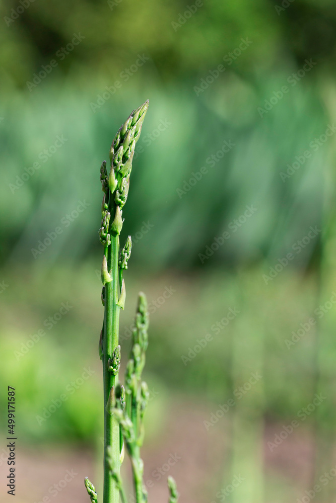 Stems of asparagus on the background of a green garden, home garden, blur.