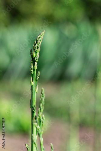 Obraz na płótnie Stems of asparagus on the background of a green garden, home garden, blur. w salonie