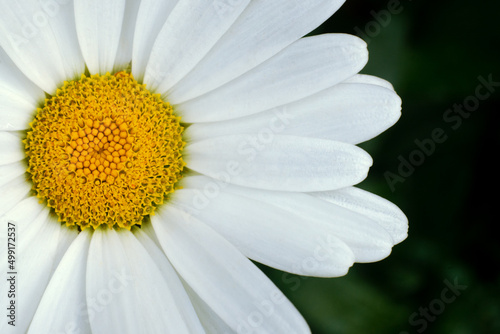 A large white daisy on an artistically blurred background.Macrophotography of a daisy with white petals.