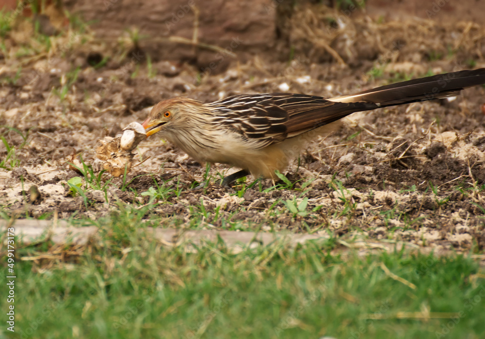 Fototapeta premium Funny bird in the garden