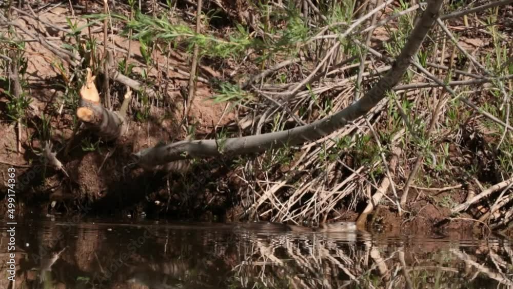 A muskrat in a small stream in Southern Utah swims from left to right then flips around and swims more quickly in the other direction. A muskrat in a small stream in Southern Utah swims from left to right then flips around and swims more quickly in the other direction.