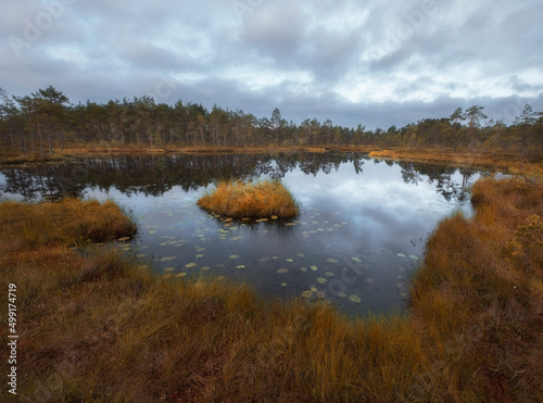 swampy lake with an island under a gloomy autumn sky